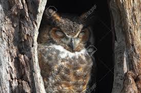 Great Horned Owl (Bubo Virginianus) Sleeping In A Hole In A Tree ...