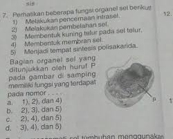 Perhatikan Beberapa Fungsi Organel Sel Berikut 1 Melakukan Pencernaan Intrasel2 Melakukan Brainly Co Id