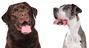 Some great danes may drool. Great Dane Lab Mix Breed Information Center Discover The Labradane