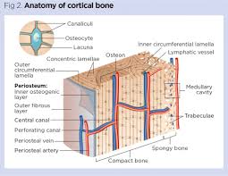 13 photos of the compact bone diagram labeled. Skeletal System 1 The Anatomy And Physiology Of Bones Nursing Times