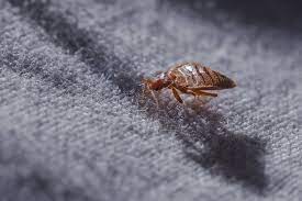 How To Get Bed Bugs Out Of Carpet Home Stratosphere