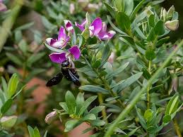 Maybe you would like to learn more about one of these? Die Kreuzblume Polygala Myrtifolia Pflege Standort Und Schnitt