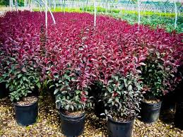It has a rounded canopy and is relatively fast growing, but not typically planted or recommended in new gardens as it has a tendency to lean to the side after time. Purple Leaf Sandcherry Shrubs For Sale The Tree Center