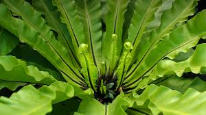 This item is sold by the bunch. Birds Nest Fern Not Just For The Empty Nesters Steemit