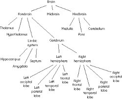 Sparknotes Neurons Hormones And The Brain Structure And