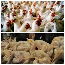 Ayam kampung super adalah ayam dari persilangan ayam kampung (jantan) dan ayam petelur (betina). Pembekal Ayam Daging Keningau Home Facebook