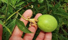 The pulp is used extensively in fruit juice drinks like hawaiian punch, and it is often used in baked desserts as well. Passion Fruit Vine Growing Nature S Sweet Gift Epic Gardening