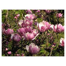 The good news is that magnolias grow just about anywhere in the u.s. Saucer Magnolia Tree Growers Solution