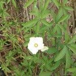 Image result for Merremia quinquefolia