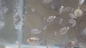 Harga jenis ikan louhan lokal satu ini berkisar rp 400.000 untuk ukuran anakannya. Anak Ikan Louhan Srd Lagi Diberi Makanan Kesukaannya Youtube
