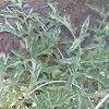 Tomato yellow leaf curl (virus: 1