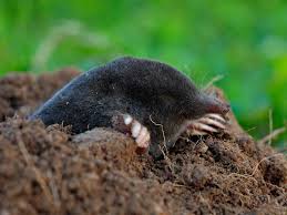 Soak the tunnels and entrances to evict the moles and soak the holes to evict gophers. How To Get Rid Of Molehills Saga