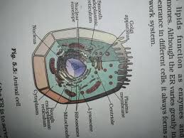 O cell membrane o nucleus o cytoplasm o cell wall feature animal plant or algae bacteria yeast 35 Draw The Animal Cell And Label The Parts Labels Design Ideas 2020