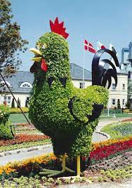 にわとりのトピアリー トピアリー 植物アート 誕生花