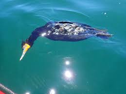 E-Newsletter 2021 - BirdLife South Africa