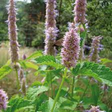 Agastache Anisee Bio 0 25g
