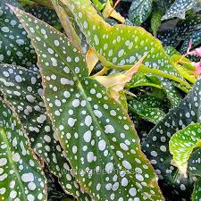 Image result for Begonia macrocarpa