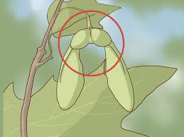 Mature sugar maple tree bark. 3 Ways To Identify Sugar Maple Trees Wikihow