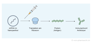 Messenger rna (mrna) vaccines teach our cells how to make a protein that triggers an immune response. Pharmawiki Mrna Impfstoffe