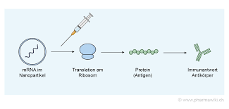 Apr 11, 2021 · advertisement. Pharmawiki Mrna Impfstoffe