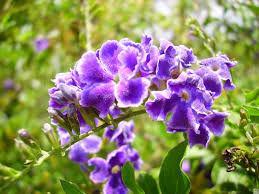 Image result for Duranta erecta
