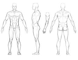 Maybe you would like to learn more about one of these? Muscular Male Anatomy Reference Novocom Top