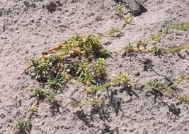 Image result for Gisekia africana