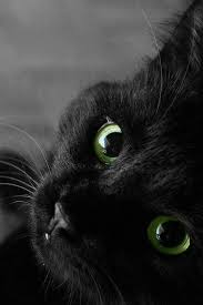 Beautiful Black Cat With Brown Eyes Pin On Black Brown Are Beautiful