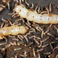 Pest control las vegas, united states, pest removal services, critters, extermination, vermin control, rat catcher. Nevada Dampwood Termite Identification Western Exterminator