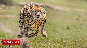 Why the cheetah is a champion sprinter - BBC News