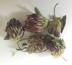 Our wide range of dried herbs and dried herb mixes are sourced from leading uk medicinal herb suppliers. Red Clover Flower Blossom Dried Herb Red Moon Herbs