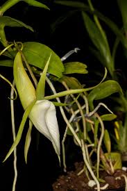 Image result for Angraecum infundibulare