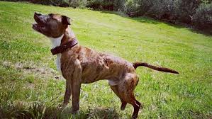 6 years ago 6 years ago. Affaire Pilarski Une Benevole D Un Refuge Raconte Comment Le Chien D Elisa L A Mordue