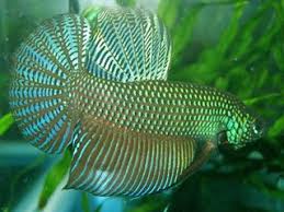 Pin Di Bettas I Want