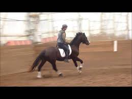 Check spelling or type a new query. Sir Archie First Video Under Saddle Youtube