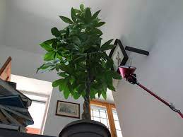 Piante da appartamento guida alla scelta e allo styling. Piante Da Appartamento Quali Scegliere Community Lm