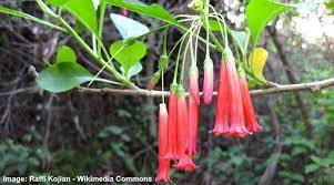 The rapidly growing vine grows between 13 ft. Vines With Red Flowers With Pictures And Names Identification