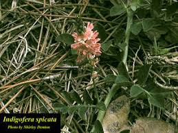 Image result for Indigofera spicata