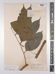 Image result for Sorindeia