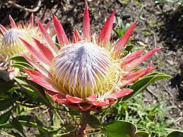 Protea Madiba A New Hybredised Protea This Plant Flowered For The First Time In The Month Of Madiba S 95th Birthday Planting Flowers Plant Species Plants