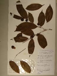 Image result for Carpolobia goetzei