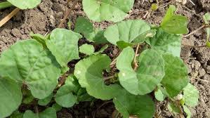 Image result for Merremia emarginata