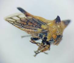 Image result for Oxyrhachis