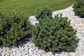 Tannenarten Fur Den Garten Wir Lieben Von Tannenarten Fur Den Garten Fajar Fm Makassar Innerhalb Tannenarten Fur Den Garten Wir Outdoor Outdoor Decor Plants