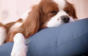Check spelling or type a new query. Pet Express Dubai Petterr