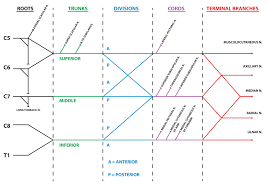 Upper Limb Nerve Lesions Part 1 The Brachial Plexus