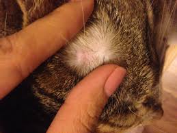 Items that could come in handy for treating your cat for ear mites are My Cat Has A Light Pink Bump Near Her Ear But Not Inside Of It There Is Also What Appears To Look Like Red Little Scabs As Well I M Petcoach
