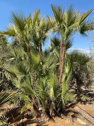 Image result for Acoelorrhaphe wrightii