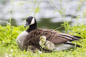 Birds As Our Spiritual Messengers Animal Totems Animal Spirit Guides Spirit Animal Totem