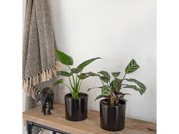 Image result for Ktenante Ctenanthe